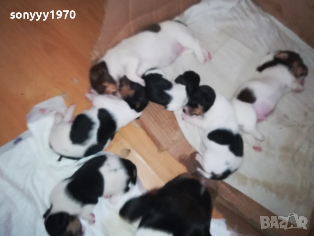ДЖАК РЪСЕЛ БЕБЕТА-УНИКАЛНИ СЛАДУРИ 250ЛВ ЗА ЕДНО 0109251927, снимка 9 - Джак ръсел териер - 51570062
