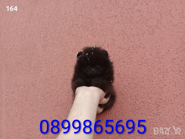 Померан. Реални снимки от 01.02.26 г. 