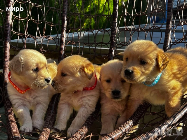 Чистокръвни Голдън ретривър бебета идеален подарък за приятели или малки деца Коледа 