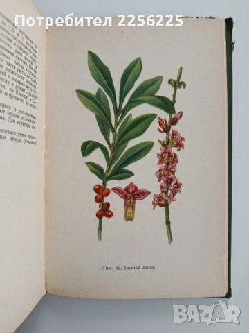 Албум с илюстрации на медоносни растения, снимка 8 - Специализирана литература - 52471052