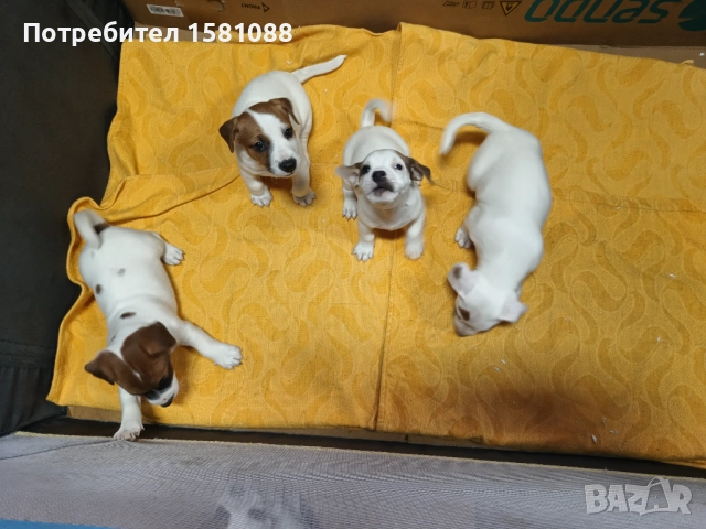 Джак Ръсел мини, снимка 3 - Джак ръсел териер - 52918387