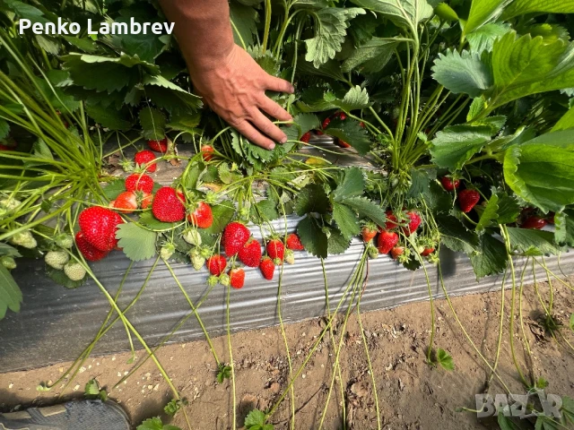 Расад ягоди сорт алба и брила , снимка 1