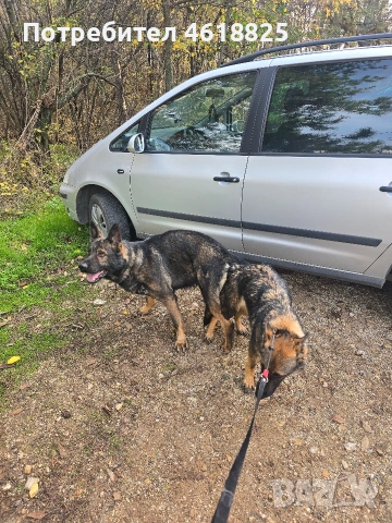 Сиви немски овчарки , снимка 11 - Немска овчарка - 53635810