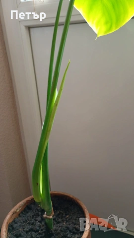 Филодендрон, снимка 3 - Стайни растения - 53229139