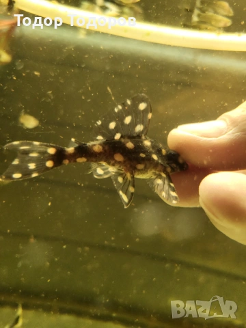 L201 контраденс