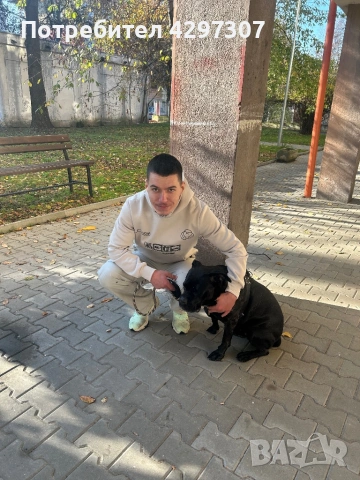 Разходки на кучета и посещения по домовете в София и близките области