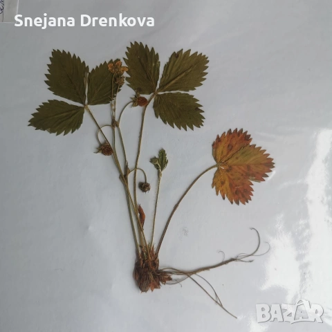 Систематичен хербарий, снимка 8 - Ученически пособия, канцеларски материали - 54219500