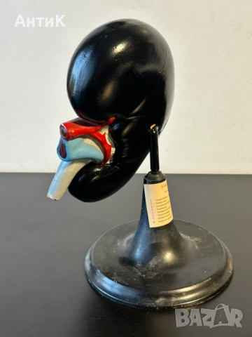 Соц Учебен Анатомичен Модел на Бъбрек, снимка 5 - Антикварни и старинни предмети - 53956401