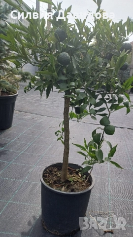 Мандарина, Лимон , снимка 5 - Градински цветя и растения - 51814230