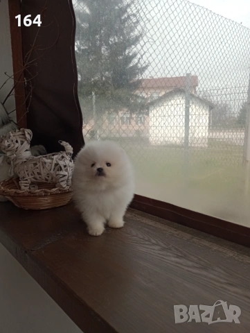 Мъжки Померан. Реални снимки от 26.03.26 г. 