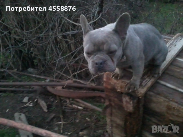 продавам френски булдог женски