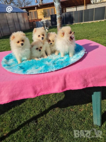 Померан померани Гр. София, снимка 4 - Померан - 53847389