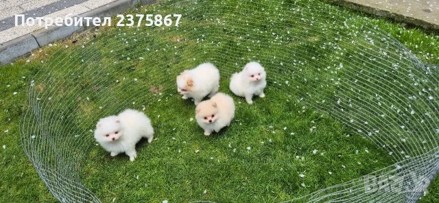 Мъжки и женски померанчета,померан