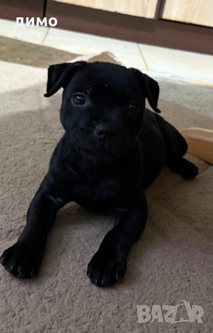 Английски стафордширски бултериер