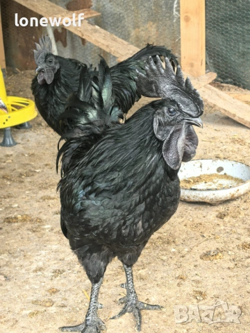 Аям кемани - свободен петел, снимка 3 - Кокошки и пуйки - 54036766