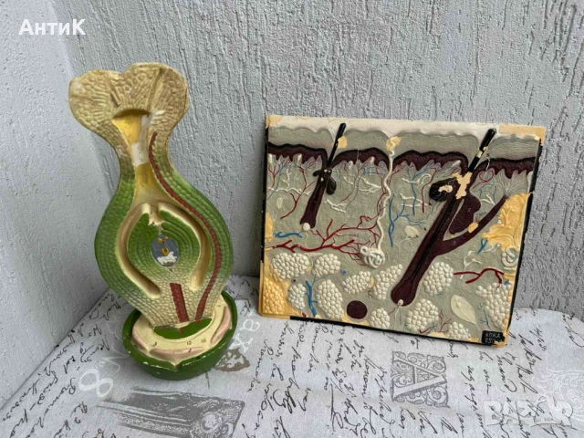 Соц Учебни Модели по Биология