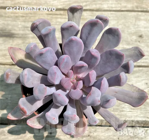 Graptoveria ‘Lilac spoons’, снимка 2 - Стайни растения - 48125359