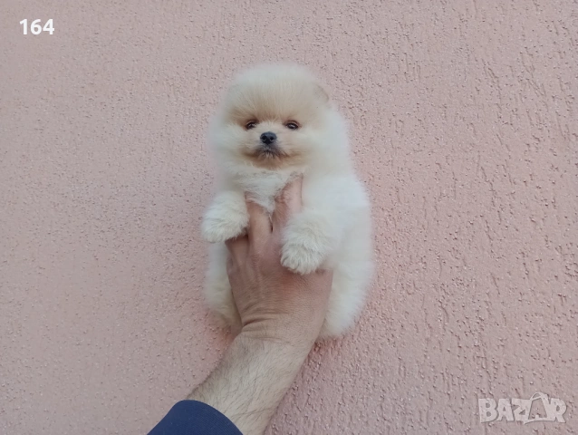 Померани. Реални снимки! , снимка 7 - Померан - 54122878