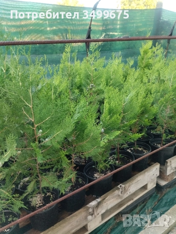 ТУЯ, снимка 4 - Градински цветя и растения - 49683222