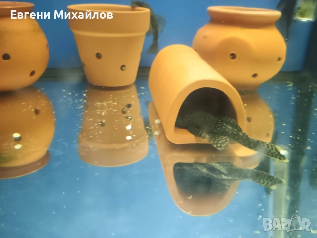 Анцитруси , снимка 4 - Рибки - 53056690