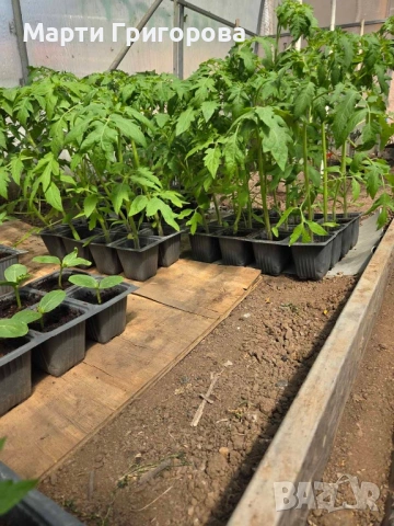 Разсад домати Нови Искър, снимка 2 - Разсади - 54251505