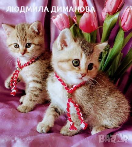 Шотландско мъжко Скоттиш Страйт. , снимка 3 - Британска късокосместа - 53663334