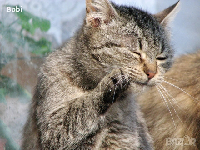 Canon PowerShot S3 IS, снимка 13 - Фотоапарати - 53474784