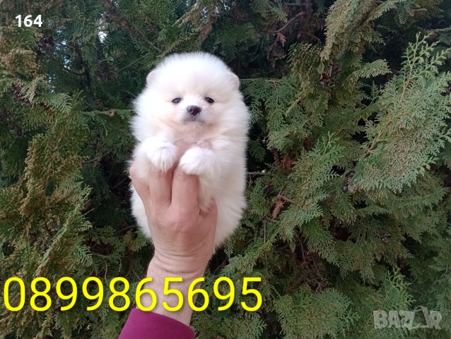 Женски Померан. Реални снимки от 26.02.26 г. , снимка 2 - Померан - 53598305