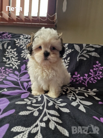 Ши тцу -момче, снимка 6 - Ши Тцу - 53200286