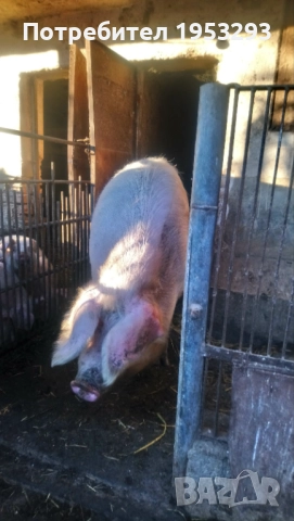 Прасе огромно българска бяла  