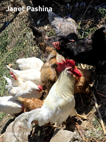 Пиленца от инкубатор , снимка 4 - За птици - 52141387