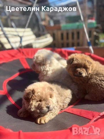 Чау чау, снимка 2 - Чау Чау - 53848895