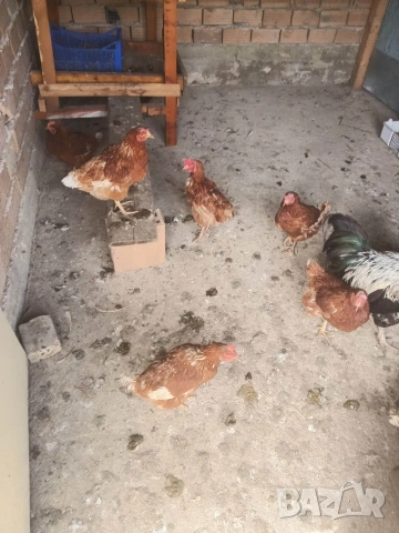 Кокошки, снимка 3 - Кокошки и пуйки - 54223189