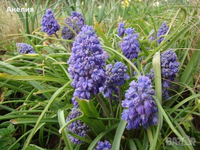 Мускари едри -специален сорт 10 броя 5 лв, снимка 1