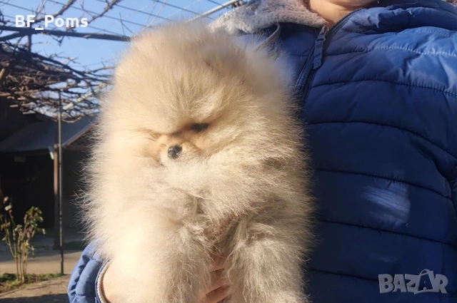 Страхотно момченце померан с родословие FCI, снимка 8 - Померан - 52918943