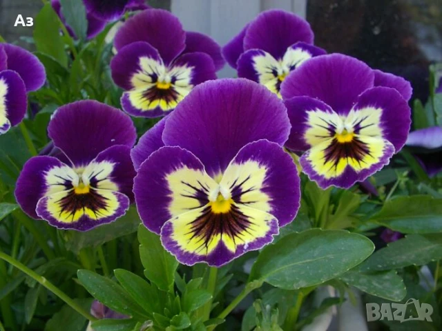 Продавам цветя Теменужки Трикси