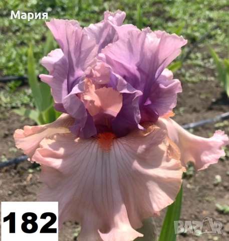 Сортови вискоки ириси /брадати ириси, снимка 4 - Градински цветя и растения - 51459213