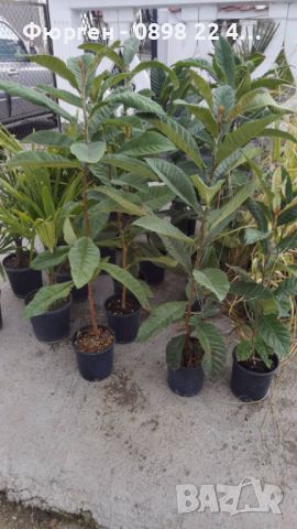 Японска мушмула (Eriobotrya japonica, Loquat), снимка 5 - Разсади - 39759551