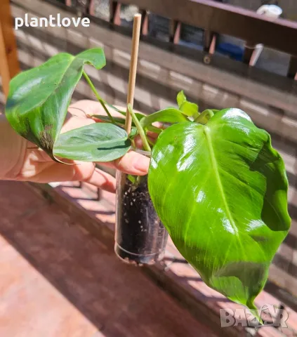 Philodendron esmeraldense , снимка 1 - Стайни растения - 46962284