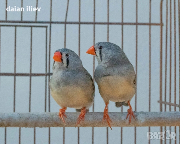 Зеброви амадинки / финки, снимка 1