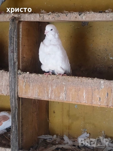 гълъб чайка мъжки , снимка 3 - Гълъби - 53752282