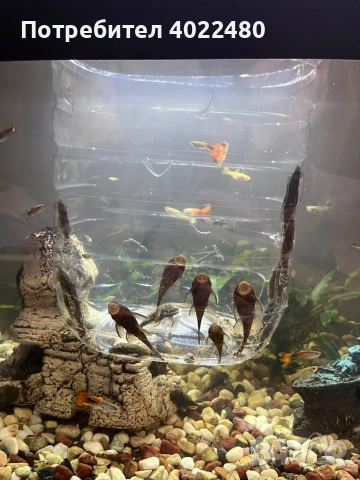 Анциструси