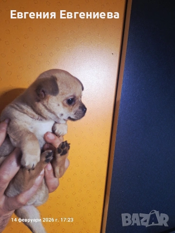 Мини чихуахуа момче., снимка 10 - Чихуахуа - 53590830