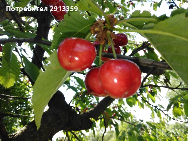 Селска къща село Баячево, снимка 8 - Къщи - 54242247