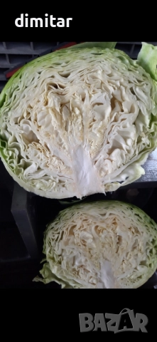 зеле Марлу, снимка 5 - Разсади - 51886483