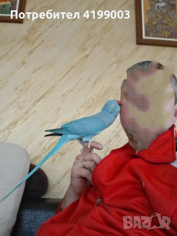 Продавам папагал вид Малък Александър + клетката