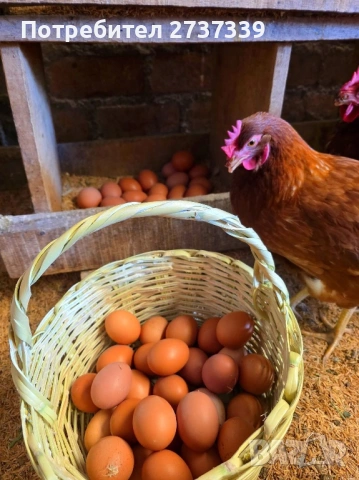 Носачки за яйца ломан браун