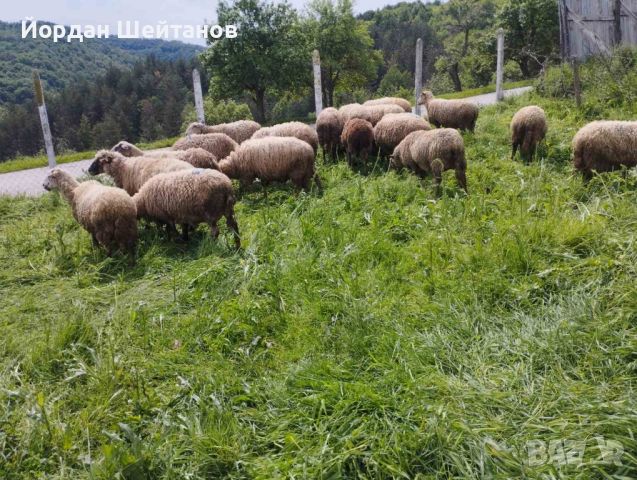Овце с кочове Мутон Шароле, снимка 2 - Овце - 45649549