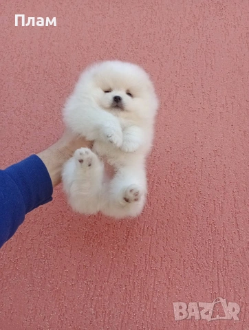 Померани.Реални снимки!, снимка 4 - Померан - 54105599