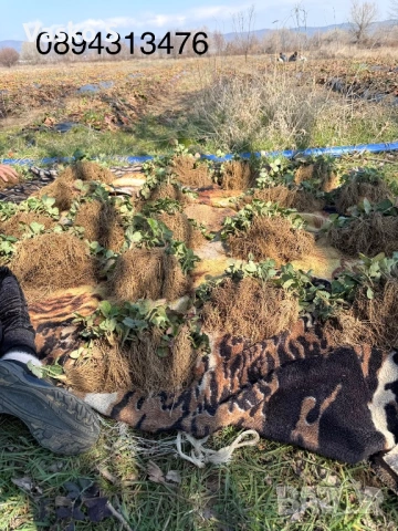 Ягоди, снимка 10 - Сортови семена и луковици - 53893119